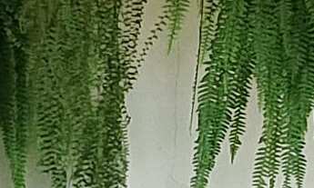 Imagem 6: CASA RESIDENCIAL em ESMERALDAS - MG, CIDADE JARDIM