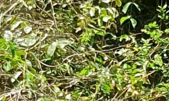 Imagem 7: TERRENO RURAL em FORTUNA DE MINAS - MG, VITORINA PARK II