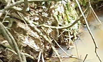 Imagem: AREA RURAL em ESMERALDAS - MG, ANDIROBA