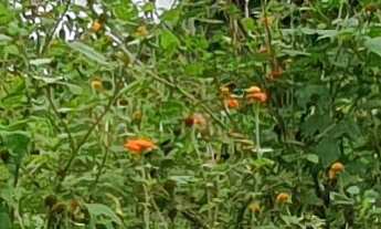 Imagem 3: TERRENO COMERCIAL em ESMERALDAS - MG, CIDADE JARDIM