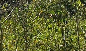 Imagem 6: AREA RURAL em ESMERALDAS - MG, ÁREA RURAL DE ESMERALDAS