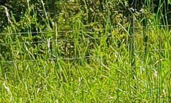 Imagem 6: TERRENO RURAL em ESMERALDAS - MG, PARQUE DO GIRASSOL