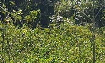 Imagem 3: AREA RURAL em ESMERALDAS - MG, ÁREA RURAL DE ESMERALDAS