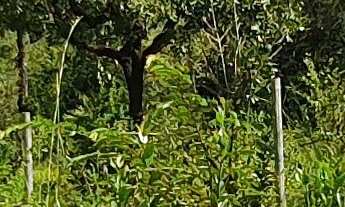 Imagem 7: TERRENO RURAL em ESMERALDAS - MG, PARQUE DO GIRASSOL