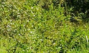 Imagem 5: TERRENO RURAL em ESMERALDAS - MG, PARQUE DO GIRASSOL