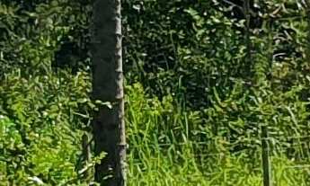 Imagem 2: TERRENO RURAL em ESMERALDAS - MG, PARQUE DO GIRASSOL