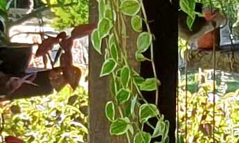 Imagem 5: SITIO RURAL em ESMERALDAS - MG, PARQUE DO GIRASSOL