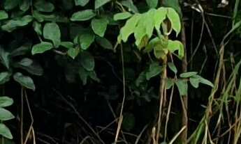 Imagem: TERRENO RESIDENCIAL em ESMERALDAS - MG