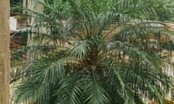 Imagem: Edícula com 2 Quartos e 2 banheiros à