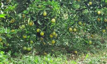 Imagem 5: Sítio/Fazenda à Venda, 350 alqueires por R$ 275.000.000 Cód. ch1961