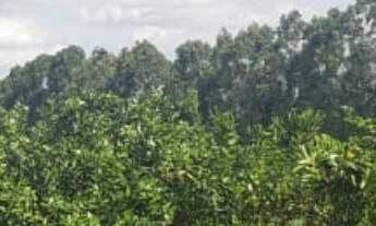 Imagem 3: Sítio/Fazenda à Venda, 176,15 alqueires por R$ 70.000.000 Cód. ch1960