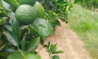 Imagem 2: Sítio/Fazenda à Venda, 176,15 alqueires por R$ 70.000.000 Cód. ch1960