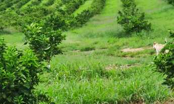 Imagem 3: Sítio/Fazenda à Venda, 350 alqueires por R$ 275.000.000 Cód. ch1961