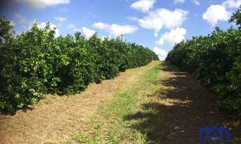 Imagem 7: Sítio/Fazenda à Venda, 350 alqueires por R$ 275.000.000 Cód. ch1961