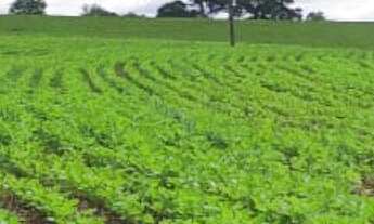 Imagem 3: Sítio/Fazenda à Venda, 24,61 alqueires por R$ 7.400.000 Cód. ch2060