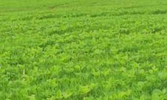 Imagem 2: Sítio/Fazenda à Venda, 24,61 alqueires por R$ 7.400.000 Cód. ch2060