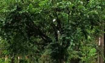 Imagem 3: Sítio/Fazenda à Venda, 56 alqueires por R$ 20.000.000 Cód.ch2050