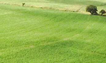 Imagem 3: Sitio/Fazenda à Venda, 40 alqueires por R$ 10.000.000 Cód. ch2070