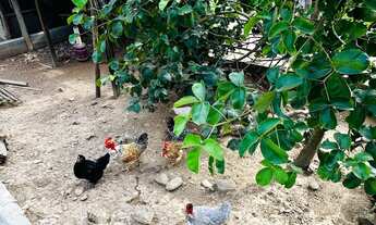 Imagem 5: Chácara com 4 Quartos e 3 banheiros à Venda, 1.000 m² por R$ 485.000 Cód. ch2221