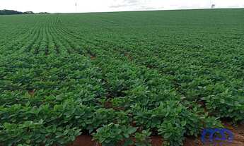 Imagem 7: Sítio/Fazenda à Venda, 99 alqueires por R$ 22.770.000 Cód. ch2243