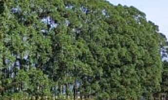 Imagem 2: Sítio/Fazenda à Venda, 119,5 alqueires por R$ 30.000.000 Cód. ch2310