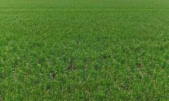 Imagem 3: Sítio/Fazenda à Venda, 380 alqueires por R$ 55.110.000 Cód. ch2311