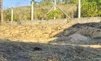 Imagem: Lote/Terreno à Venda, 1.000 m² por R$