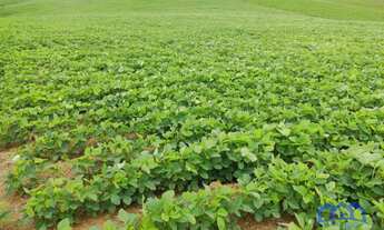 Imagem 4: Sítio/Fazenda à Venda, 20 alqueires por R$ 4.500.000 Cód. ch2325