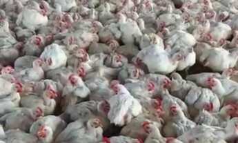 Imagem 4: FAZENDA RURAL em SOROCABA - SP, ÁREA RURAL DE SOROCABA