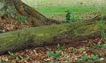 Imagem 7: Sitio/Fazenda à Venda, 8 alqueires por R$ 2.200.000 Cód. ch2410