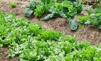 Imagem 6: Sitio/Fazenda à Venda, 8 alqueires por R$ 2.200.000 Cód. ch2410