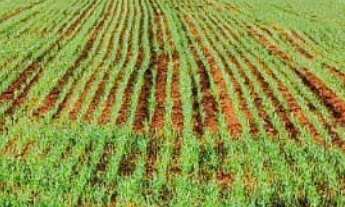 Imagem 6: Sítio/Fazenda à Venda, 37 alqueires por R$ 12.000.000 Cód. ch2516