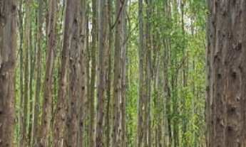 Imagem 7: Sítio/Fazenda à Venda, 216 alqueires por R$ 30.000.000 Cód. ch2512