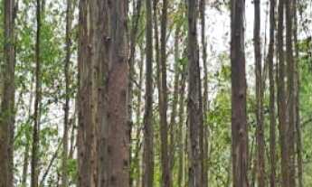 Imagem 4: Sítio/Fazenda à Venda, 216 alqueires por R$ 30.000.000 Cód. ch2512