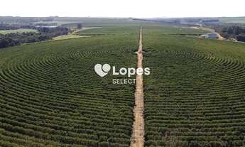 Imagem: Fazenda de café 1.000 hectares, altitude