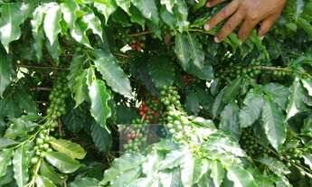 Imagem: Fazenda com 140.000 pés de café produzindo