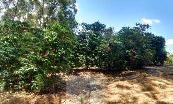 Imagem 3: Sítio com 22.000 pés de café em Jacuí - Minas Gerais - 4 alqueires