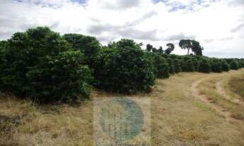 Imagem 6: Sítio 5 alqueires para café, sem geada Café plantado, casa, energia e água