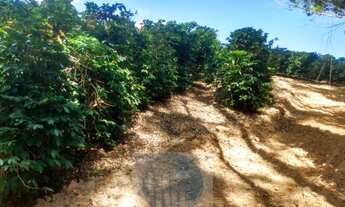 Imagem 4: Sítio com 22.000 pés de café em Jacuí - Minas Gerais - 4 alqueires