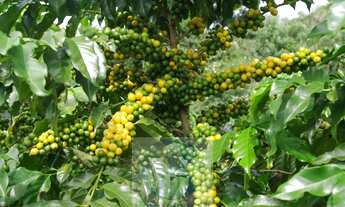 Imagem 2: Sítio 5 alqueires para café, sem geada Café plantado, casa, energia e água