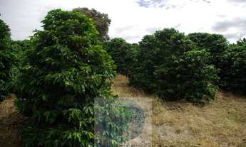 Imagem 7: Sítio 5 alqueires para café, sem geada Café plantado, casa, energia e água