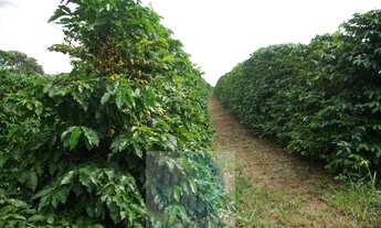 Imagem 4: Sítio 5 alqueires para café, sem geada Café plantado, casa, energia e água