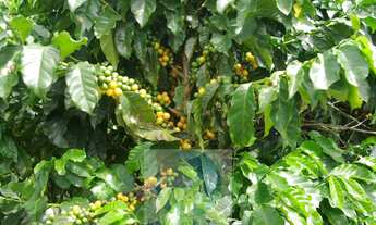 Imagem: Sítio 5 alqueires para café, sem geada