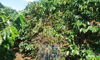 Imagem: Sítio com 22.000 pés de café em Jacuí