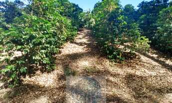 Imagem 6: Sítio com 22.000 pés de café em Jacuí - Minas Gerais - 4 alqueires
