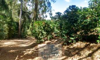 Imagem 5: Sítio com 22.000 pés de café em Jacuí - Minas Gerais - 4 alqueires