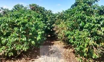 Imagem 2: Sítio com 22.000 pés de café em Jacuí - Minas Gerais - 4 alqueires