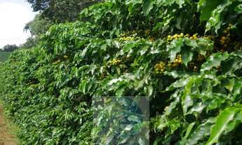 Imagem 5: Sítio 5 alqueires para café, sem geada Café plantado, casa, energia e água