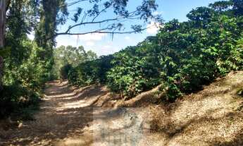Imagem 7: Sítio com 22.000 pés de café em Jacuí - Minas Gerais - 4 alqueires