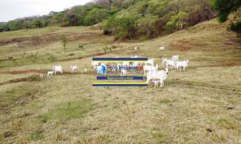Imagem 4: Fazenda 181 hectares montada para criação de bovinos até 220 cabeças e planta café, próxim